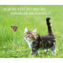 Корм для котів Josera Kitten grainfree птиця 10 кг