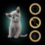 Корм для котів Sheba Junior Вибір смаків (40 x 85 г)